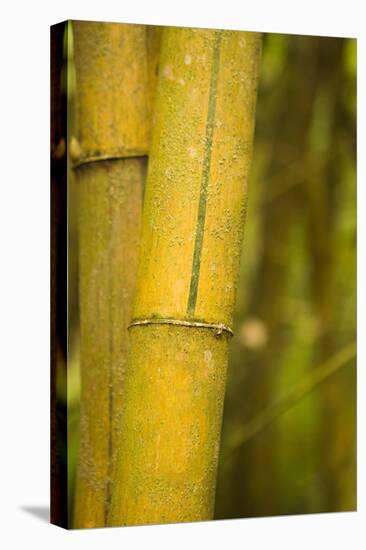 Bamboo I-Karyn Millet-Premier Image Canvas