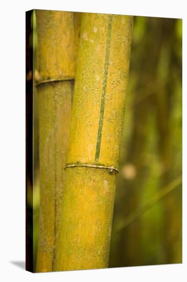 Bamboo I-Karyn Millet-Premier Image Canvas