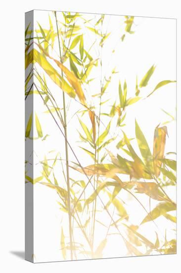 Bamboo I-Karyn Millet-Premier Image Canvas