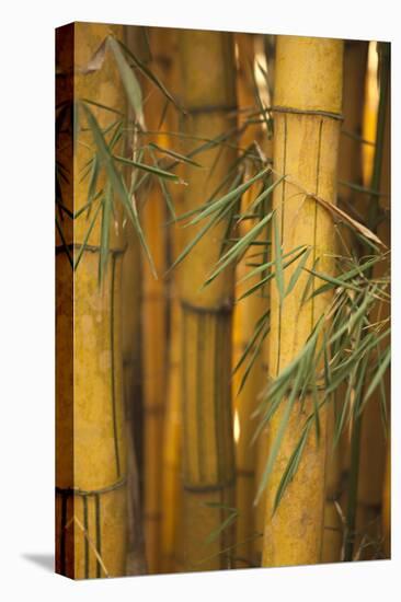 Bamboo II-Karyn Millet-Premier Image Canvas