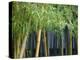 Bamboo in Traditional Chinese Garden, Suzhou Museum, Suzhou, Jiangsu, China-Keren Su-Premier Image Canvas