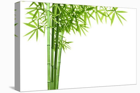 Bamboo Isolated on White Background-Liang Zhang-Premier Image Canvas