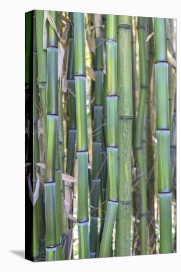 Bamboo plant, USA-Lisa S. Engelbrecht-Premier Image Canvas