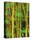 Bamboo Plants-Merrill Images-Premier Image Canvas