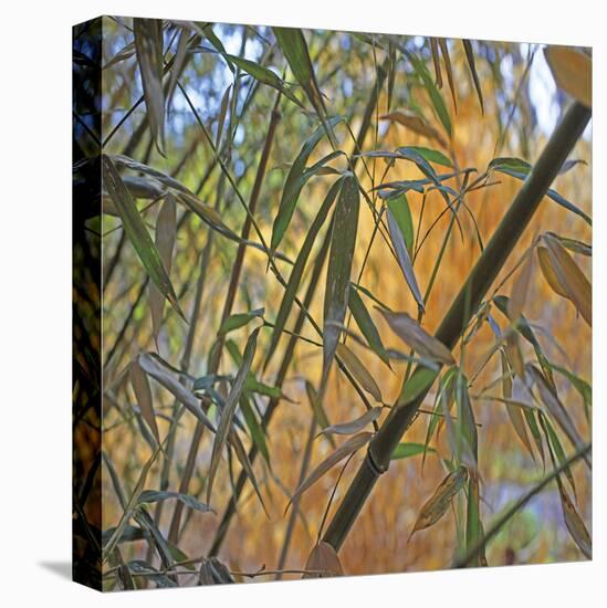 Bamboo-Ken Bremer-Stretched Canvas