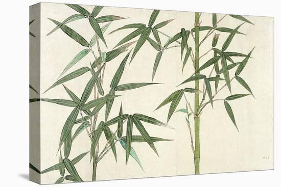 Bamboo-null-Premier Image Canvas