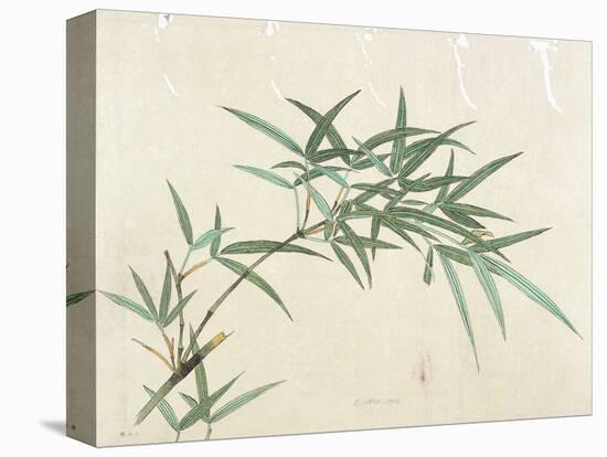 Bamboo-null-Premier Image Canvas