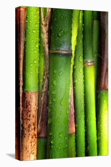 Bamboos Crying-Philippe Sainte-Laudy-Premier Image Canvas