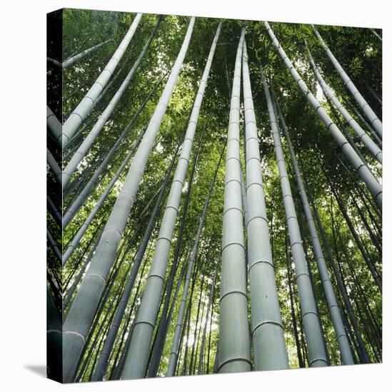 Bamoo Forest in Kyoto-Micha Pawlitzki-Premier Image Canvas