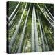 Bamoo Forest in Kyoto-Micha Pawlitzki-Premier Image Canvas
