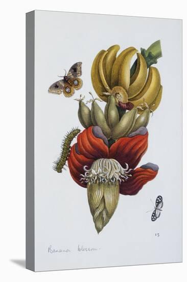 Banana Blossom Illustration from the Little Book of Wonders of the Tropics-null-Premier Image Canvas
