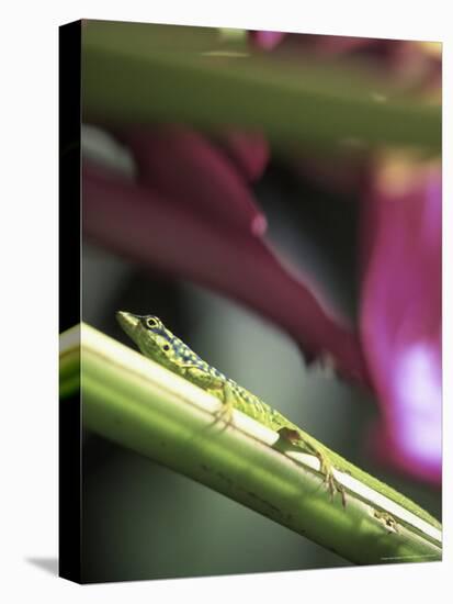 Banana Flower and Lizard, Jardin de Balata, FWI-Walter Bibikow-Premier Image Canvas