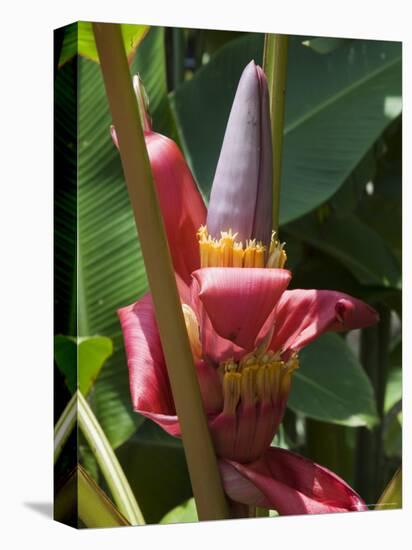 Banana Plant Flowers, Costa Rica, Central America-R H Productions-Premier Image Canvas