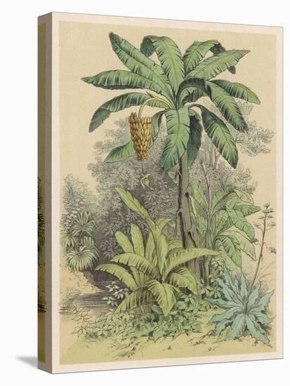 Banana Plant in the Tropics-null-Stretched Canvas