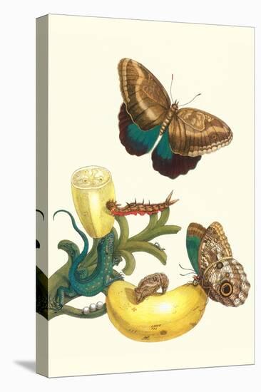 Banana Plant with Teucer Giant Owl Butterfly and a Rainbow Whiptail Lizard-Maria Sibylla Merian-Stretched Canvas