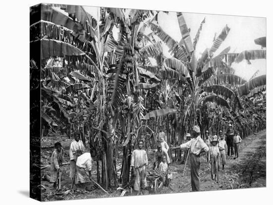 Banana Plantation, Jamaica, C1905-Adolphe & Son Duperly-Premier Image Canvas