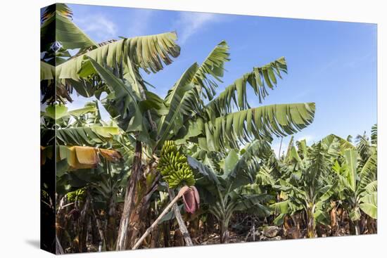 Banana Plantation Near San AndrŽs, La Palma, Canary Islands, Spain, Europe-Gerhard Wild-Premier Image Canvas