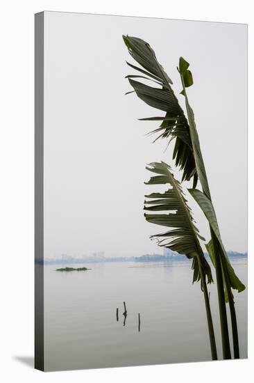 Banana tree at the lakeside, West Lake, Tay Ho, Hanoi, Vietnam-null-Stretched Canvas