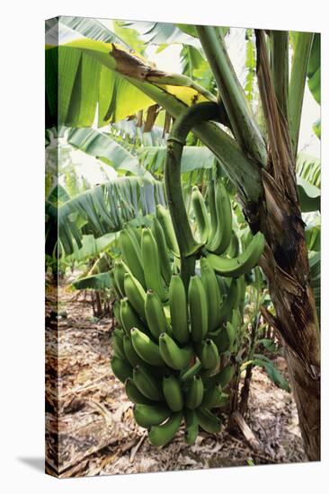 Banana Tree-David Nunuk-Premier Image Canvas