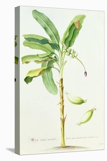 Banana Tree-Georg Dionysius Ehret-Premier Image Canvas