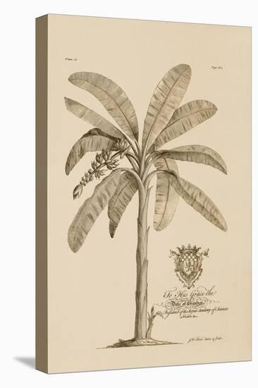 Banana Tree-Porter Design-Premier Image Canvas