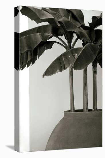 Banana Trees-George Cannon-Premier Image Canvas