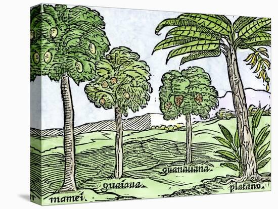 Bananas and Other Fruit Trees of Hispaniola, from a Sketch Published in 1572-null-Premier Image Canvas