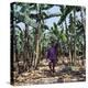 Bananas are Grown Everywhere in Uganda-Nigel Pavitt-Premier Image Canvas