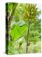 Bananas Growing on Tree, Dominica, West Indies, Caribbean, Central America-Kim Walker-Premier Image Canvas