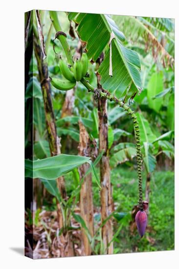 Bananas hanging on tree, Spring Village, Bequia, Saint Vincent And The Grenadines-null-Premier Image Canvas