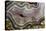 Banded Agate, Quartzsite, AZ-Darrell Gulin-Premier Image Canvas