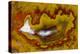 Banded Agate, Quartzsite, AZ-Darrell Gulin-Premier Image Canvas