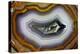 Banded Agate, Sammamish, Washington-Darrell Gulin-Premier Image Canvas