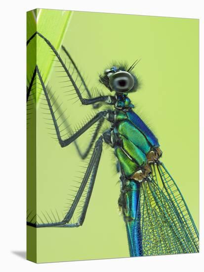 Banded demoiselle male close up detail of head and thorax, Hertfordshire, England, UK-Andy Sands-Premier Image Canvas