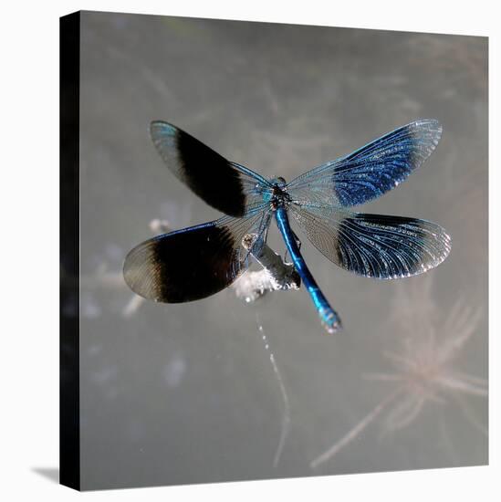 Banded Demoiselle, Spreaded Wings, Mating Behaviour-Harald Kroiss-Premier Image Canvas