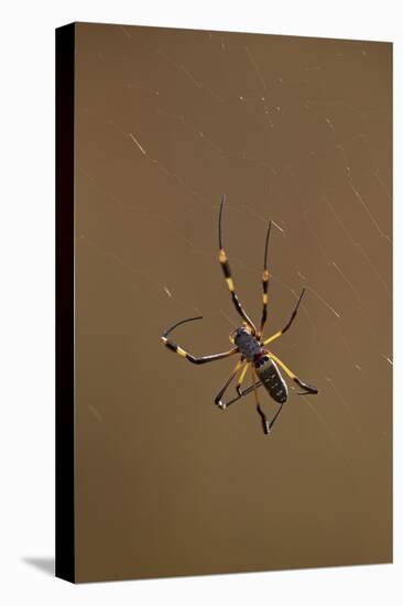 Banded-Legged Golden Orb Spider (Nephila Senegalensis), Kruger National Park, South Africa, Africa-James Hager-Premier Image Canvas