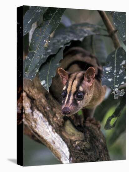 Banded Palm Civet, Malaysia-Gavriel Jecan-Premier Image Canvas