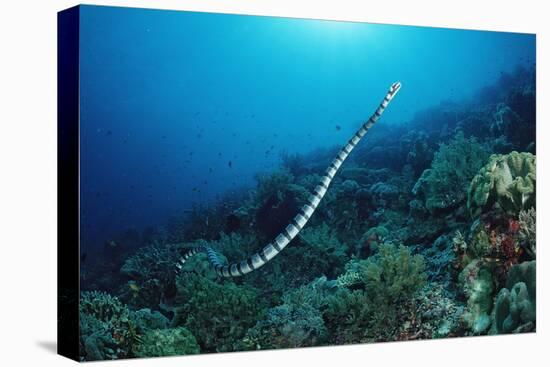 Banded Yellow-Lip Sea Snake (Laticauda Colubrina), Indonesia, Sulawesi, Indian Ocean.-Reinhard Dirscherl-Premier Image Canvas