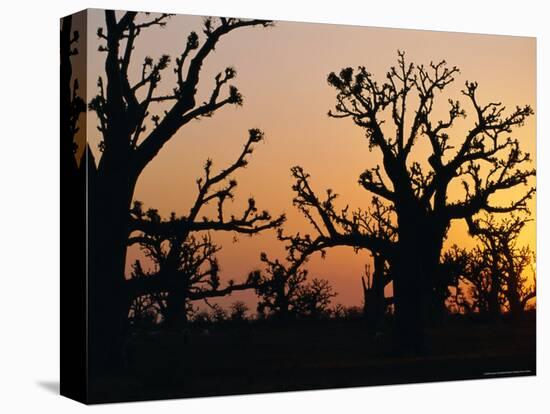 Bandia Forest, Senegal, Africa-Sylvain Grandadam-Premier Image Canvas