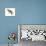 Bank Swallow (Riparia Riparia), Martin, Birds-Encyclopaedia Britannica-Stretched Canvas displayed on a wall