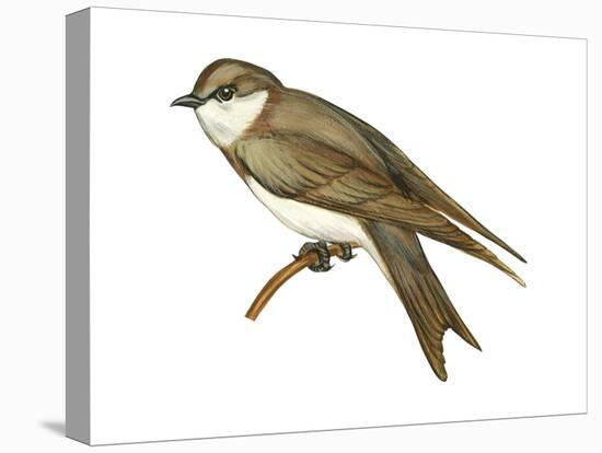 Bank Swallow (Riparia Riparia), Martin, Birds-Encyclopaedia Britannica-Stretched Canvas