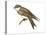 Bank Swallow (Riparia Riparia), Martin, Birds-Encyclopaedia Britannica-Stretched Canvas