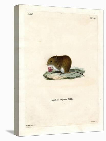 Bank Vole-null-Premier Image Canvas