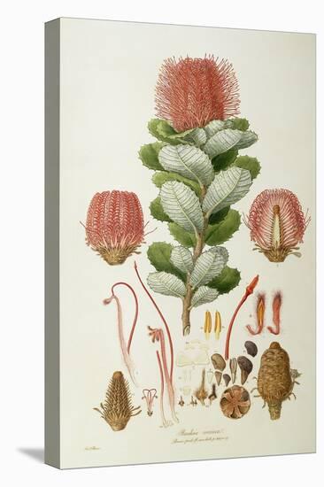 Banksia Coccinea, from 'Illustrationes Florae Novaie Hollandiae', Published 1813-Ferdinand Bauer-Premier Image Canvas