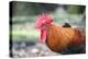 Bantam Rooster, Florida, Usa-Lisa S. Engelbrecht-Premier Image Canvas