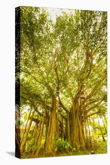 Banyan Tree, D'Eau Douce, Flacq, East Coast, Mauritius-Jon Arnold-Premier Image Canvas