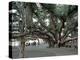 Banyan Tree in Lahaina, Maui, Hawaii, USA-Charles Sleicher-Premier Image Canvas