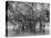 Banyan Tree, Kingston Park, Jamaica, C1905-Adolphe & Son Duperly-Premier Image Canvas