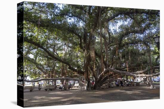 Banyan Tree, Lahaina, Maui, Hawaii, United States of America, Pacific-Rolf Richardson-Premier Image Canvas