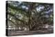 Banyan Tree, Lahaina, Maui, Hawaii, United States of America, Pacific-Rolf Richardson-Premier Image Canvas